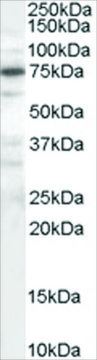 Anti-PPP1R15A/GADD34 antibody produced in goat