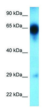 Anti-TRAF5 (C-terminal) antibody produced in