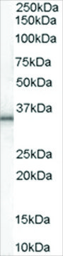 Anti-UCP1 antibody produced in goat