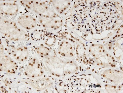 Monoclonal Anti-LMNB1 antibody produced in