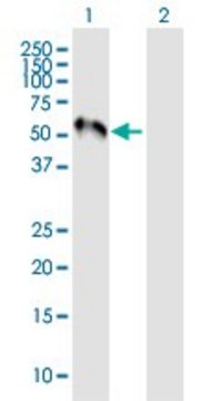 Anti-MEF2C antibody produced in mouse