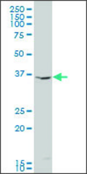 ANTI-INDO antibody produced in mouse