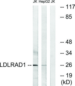 Anti-LDLRAD1 antibody produced in rabbit