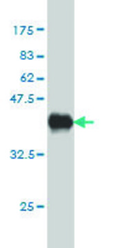 Monoclonal Anti-PHLDA2 antibody produced in