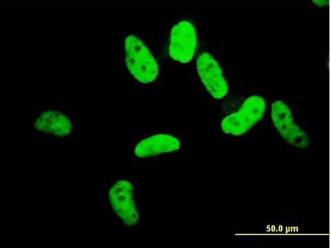 ANTI-ZNF207 antibody produced in mouse