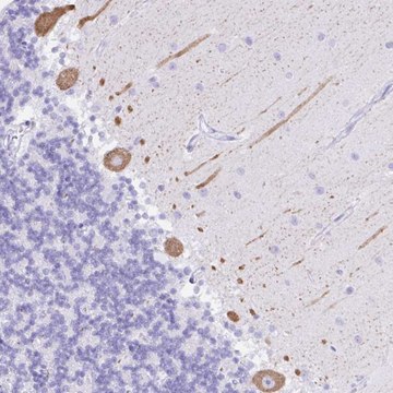 Anti-SEL1L2 antibody produced in rabbit