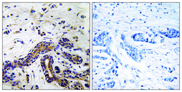 Anti-CLASP1 antibody produced in rabbit