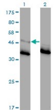 Monoclonal Anti-GLRA1 antibody produced in
