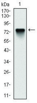 Monoclonal Anti-BMI1 antibody produced in