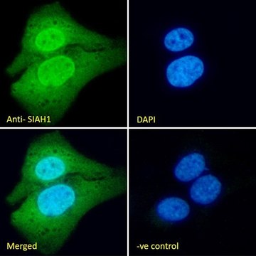 Anti-SIAH1 antibody produced in goat