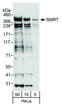 Rabbit anti-SMRT Antibody, Affinity Purified