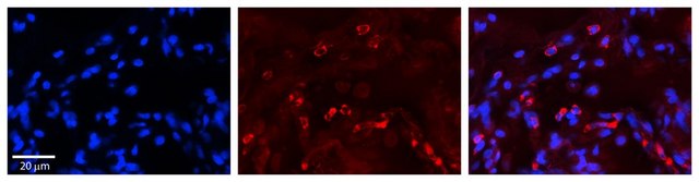 Anti-GAA antibody produced in rabbit