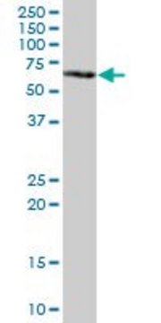 Anti-GBP5 antibody produced in mouse