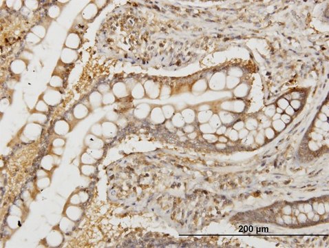 ANTI-NMI antibody produced in mouse