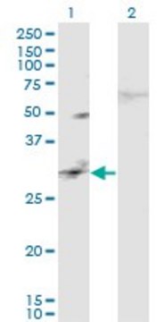 Monoclonal Anti-CAPS2 antibody produced in