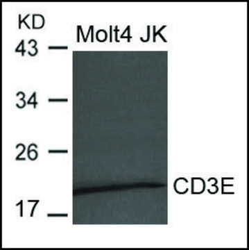 Anti-CD3E antibody produced in rabbit