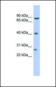 Anti-BRD3 antibody produced in rabbit