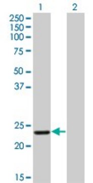 ANTI-RCV1 antibody produced in mouse
