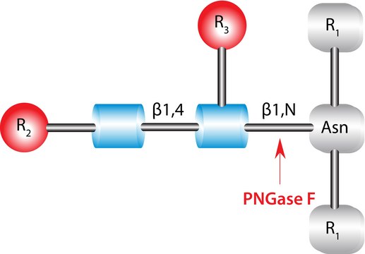 PNGase F from Elizabethkingia meningoseptica