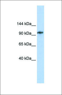Anti-BBX antibody produced in rabbit