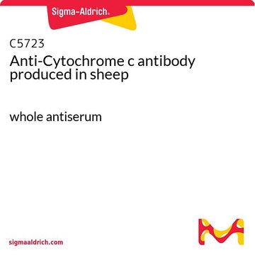 Anti-Cytochrome c antibody produced in
