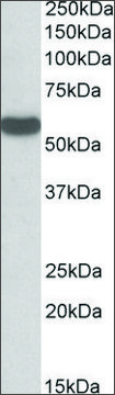 Anti-C22orf28 antibody produced in goat