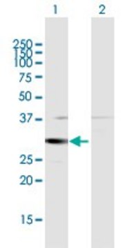 Anti-HSD17B8 antibody produced in rabbit
