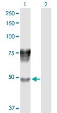 Anti-SERPIND1 antibody produced in rabbit