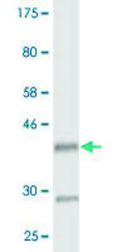 Monoclonal Anti-HOXD3 antibody produced in