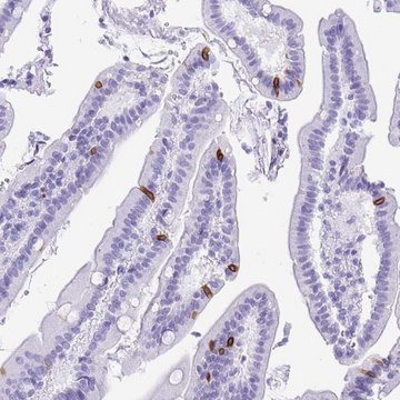 Anti-BEST4 antibody produced in rabbit