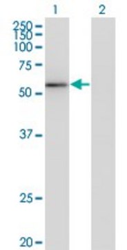 Monoclonal Anti-ZNF70 antibody produced in