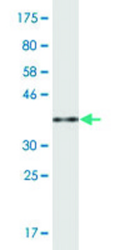 Monoclonal Anti-PCF11, (C-terminal) antibody produced