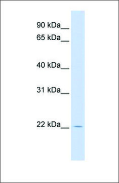 Anti-RHEBL1 antibody produced in rabbit