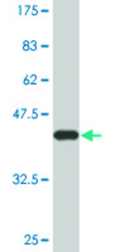 Monoclonal Anti-C3 antibody produced in