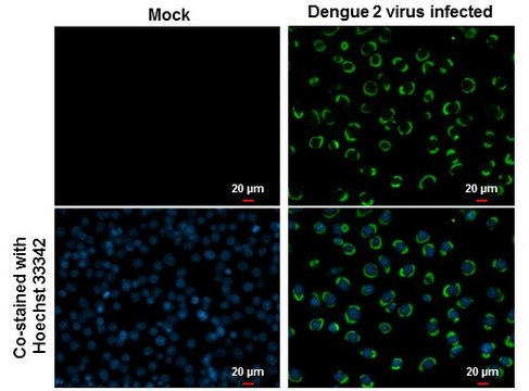 Anti-NS3 antibody produced in rabbit