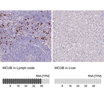 Anti-MCUB antibody produced in rabbit