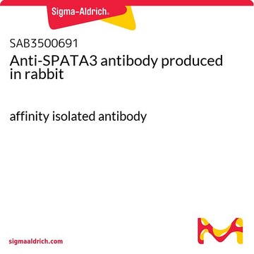 Anti-SPATA3 antibody produced in rabbit