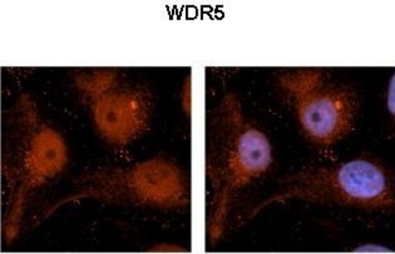 Anti-WDR5 (C-terminal) antibody produced in