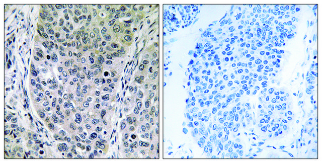 Anti-BRP16 antibody produced in rabbit