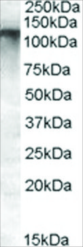 Anti-MRP8/ABCC11 antibody produced in goat