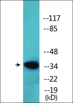 Anti-phospho-c-Jun (pTyr¹??) antibody produced in
