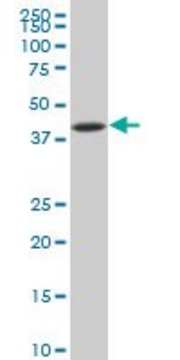 ANTI-NFKBIB antibody produced in mouse
