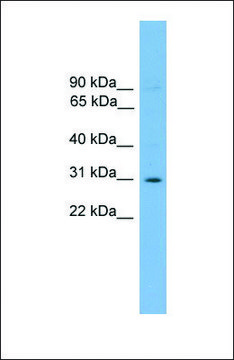 Anti-ELF5 antibody produced in rabbit