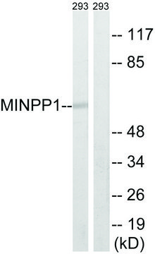 Anti-MINPP1 antibody produced in rabbit