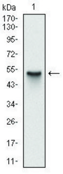 Monoclonal Anti-SKP1 antibody produced in