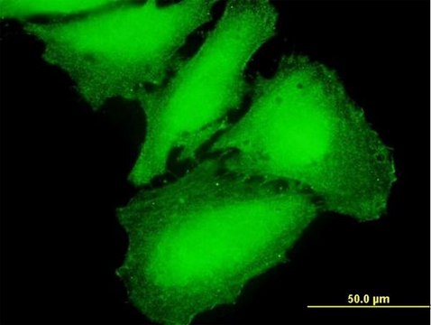 Anti-CAMK2G antibody produced in mouse