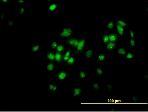 ANTI-TFAP4 antibody produced in mouse