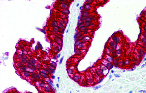 Anti-SP3 antibody produced in rabbit