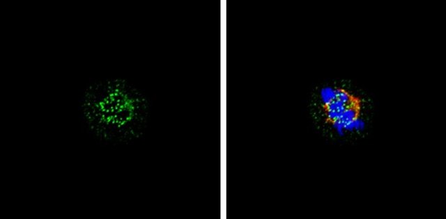 Monoclonal Anti-HEC1 antibody produced in