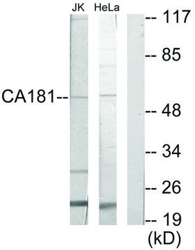 Anti-CA181 antibody produced in rabbit